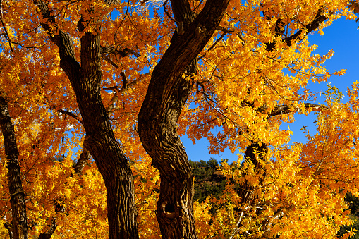 Cottonwood Tree Blue Sky Fall Colors - Scenic nature background with peak fall foliage autumn colors. Detail on tree trunk and leaves with bold color contrast against crisp blue sky.