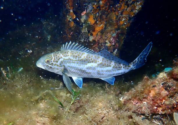 istock Dusky morwong black butterfish butter perch 1815588532