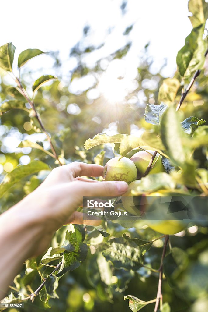 Retiro Manzanas - Foto de stock de Agricultura libre de derechos