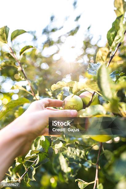 Собирать Яблоки — стоковые фотографии и другие картинки Вертикальный - Вертикальный, Ветвь - часть растения, Время года