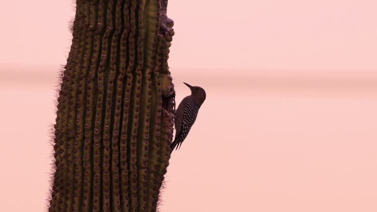 Gila Woodpecker, Arizona