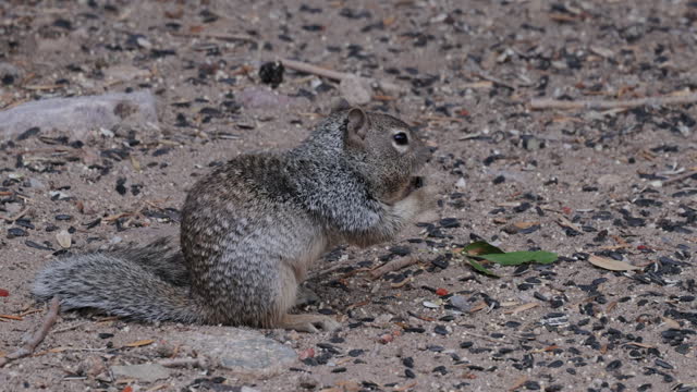 Rock Squirrel, Arizona