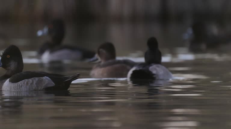 Ring-necked Duck, Arizona