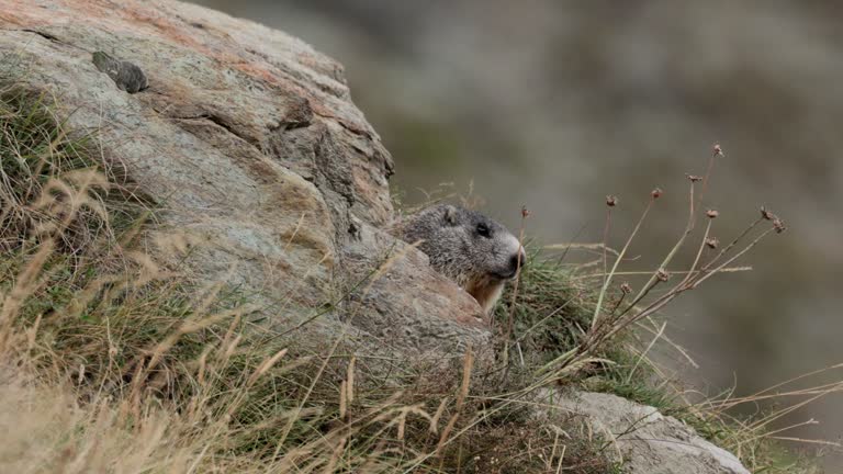 Alpine Marmot, Zermatt, Switzerland