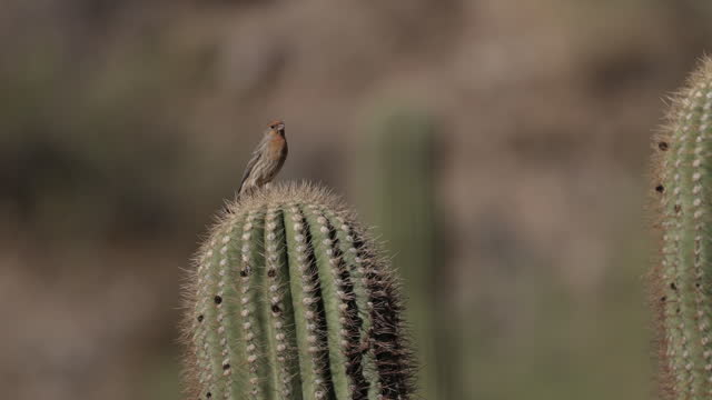 House Finch, Phoenix, Arizona