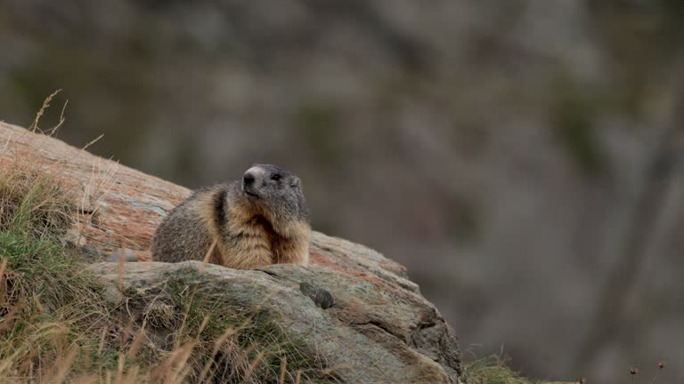 Alpine Marmot, Zermatt, Switzerland