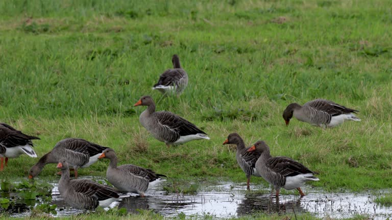 Graylag Geese, Zaandam, Netherlands