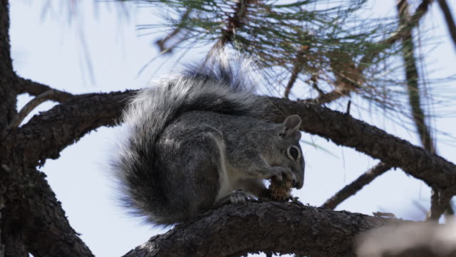 Arizona gray squirrel, Arizona