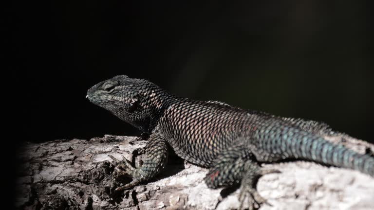 Yarrow's Spiny Lizard, Mexico