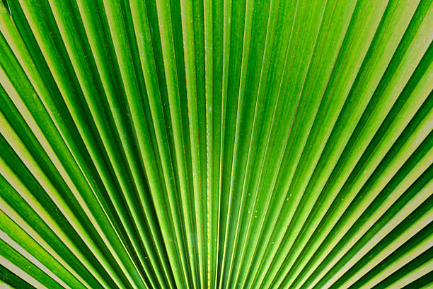 istock Green of palm leaf background 181562853