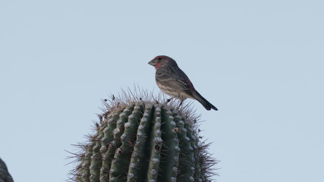 House Finch, Phoenix, Arizona