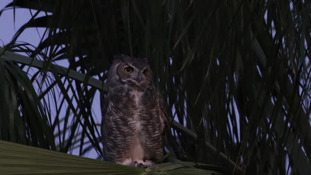 Great Horned Owl, Arizona