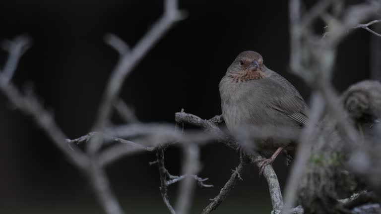 California Towhee, California