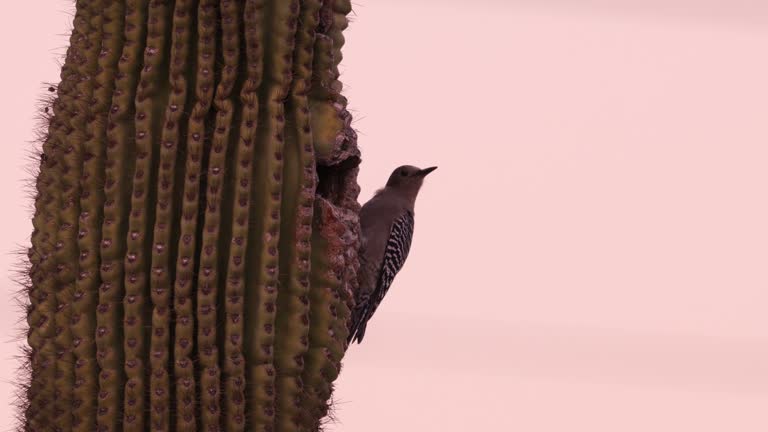 Gila Woodpecker Nest, Arizona