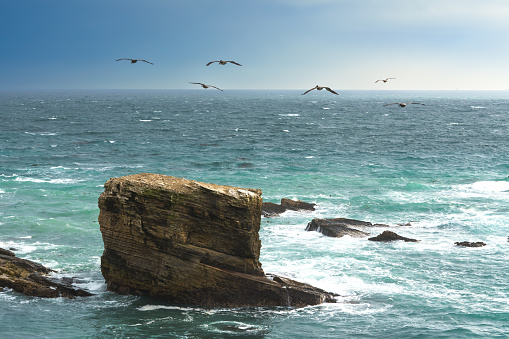 California coastline. Rocky beach and a flock of flying birds with a clear sky in the background