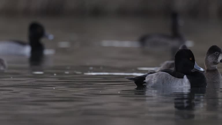 Ring-necked Duck, Arizona