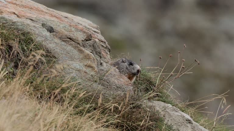 Alpine Marmot, Zermatt, Switzerland