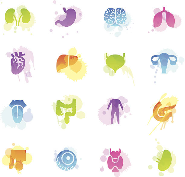 ilustraciones, imágenes clip art, dibujos animados e iconos de stock de manchas iconos de órganos humanos - computer icon healthcare and medicine symbol gradient