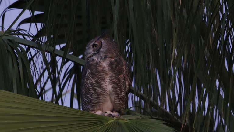 Great Horned Owl, Arizona