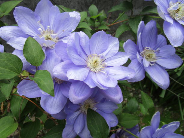 istock Many light purple clematis flowers 1815636015