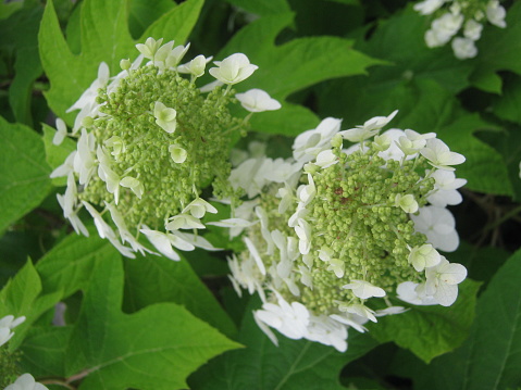 Hydrangea flowers bloom during the rainy season in Japan. The flowers come in a variety of colors and blooming styles, all of which are eye-catching. Among them, I took a picture of a white hydrangea, which has a neat and clean image.