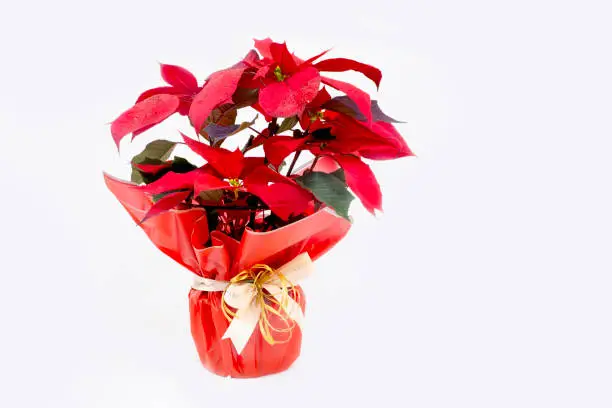 Red poinsettia flowers are sprinkled with gold glitter. Traditional plant for home,exterior decoration for Christmas in holiday package with bow, isolated on white.