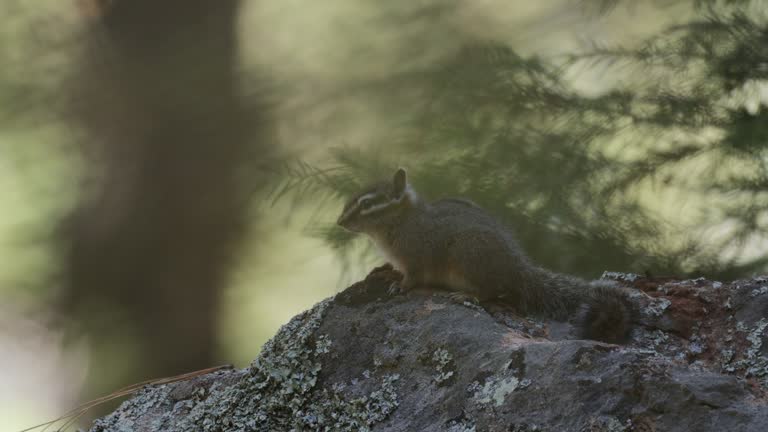 Cliff Chipmunk, Arizona