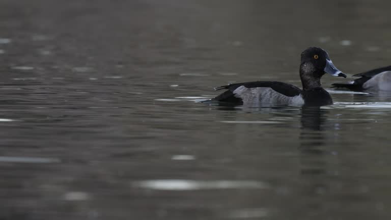 Ring-necked Duck, Arizona