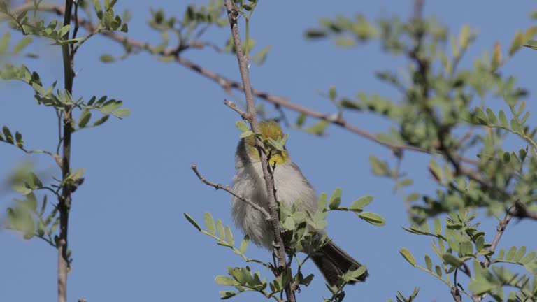 Verdin, Arizona