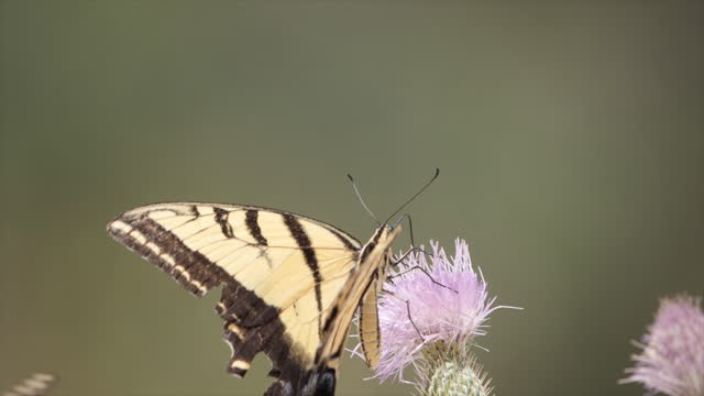 Giant Swallowtail butterflies at guadalupe mountains national park