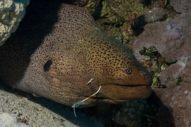 giant moray eel with fishing hooks