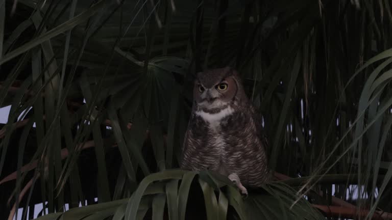 Great Horned Owl, Arizona