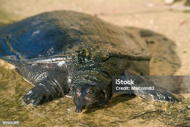 Softshell 거북이 01 거북이에 대한 스톡 사진 및 기타 이미지 - 거북이, 껍데기, 멕시코만 연안 주