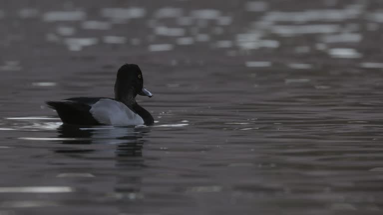 Ring-necked Duck, Arizona