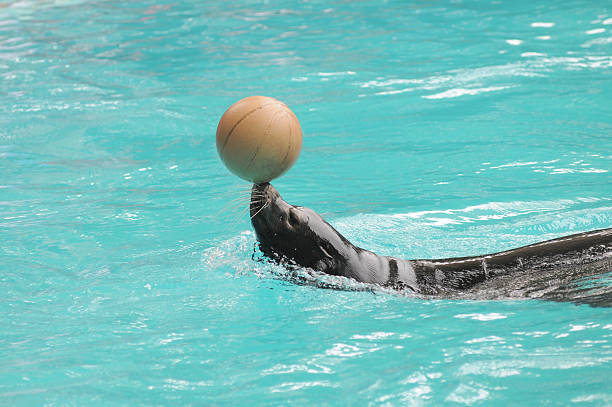istock Addomesticated Sea Lion 181565459