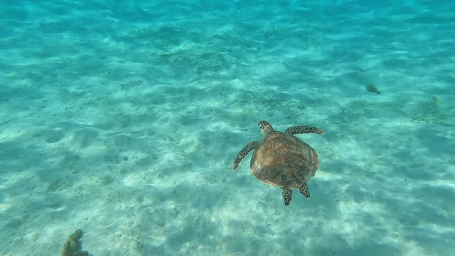 Coral Reef, St. John, United States Virgin Islands: Sea Turtle
