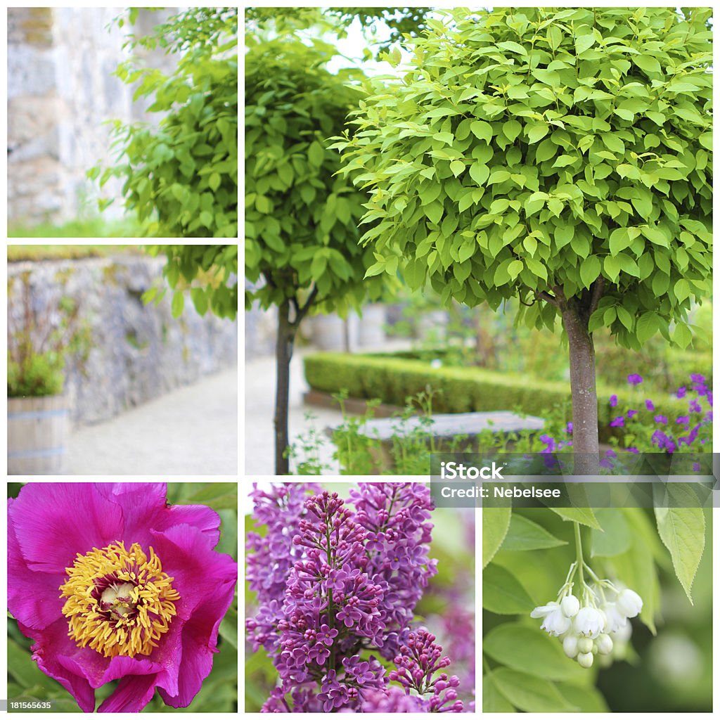 catalpa collage de árbol - Foto de stock de Cabeza de flor libre de derechos