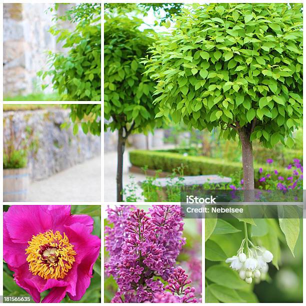 Catalpa Collage De Árbol Foto de stock y más banco de imágenes de Cabeza de flor - Cabeza de flor, Katsura, Árbol