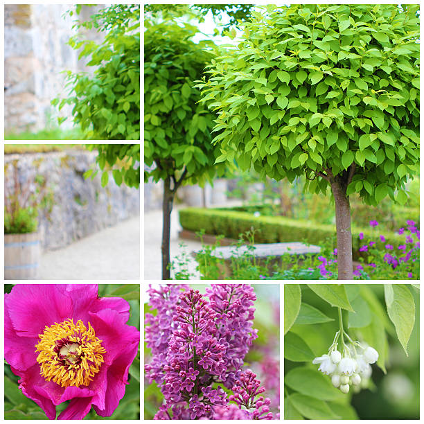 Tree catalpa collage stock photo