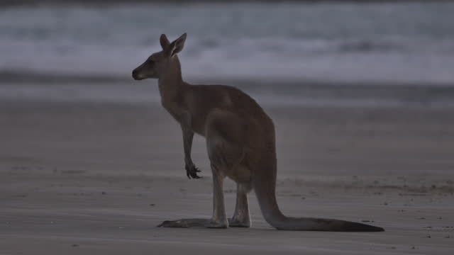 Kangaroo feeding on a beach: Northern Australia