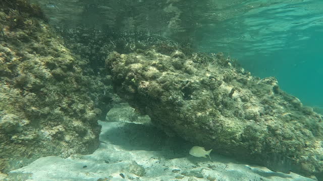Coral Reef, St. John, United States Virgin Islands