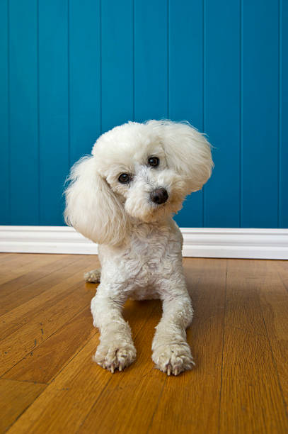 Curious Poodle stock photo