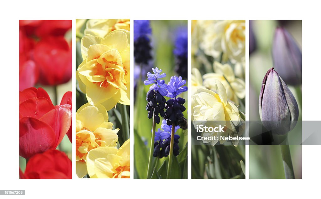 Primavera de colagem - Royalty-free Jacinto Foto de stock