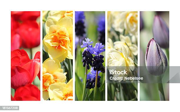 Primavera De Colagem - Fotografias de stock e mais imagens de Jacinto - Jacinto, Narciso - Personagem da mitologia, Tulipa