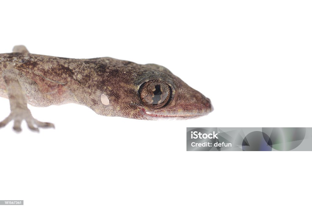 gecko de babe aislado - Foto de stock de Animal libre de derechos