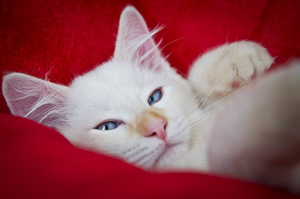 Sleepy Ragdoll cat stock photo