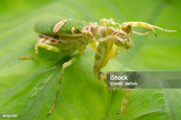 Foto de Flor Louvaadeus e mais fotos de stock de Animal - Animal, Antena - Parte do corpo animal, Fauna Silvestre