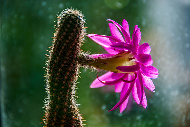 Ablooming Fiore di Cactus - foto stock