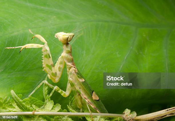 Fiore Mantide Religiosa - Fotografie stock e altre immagini di Ambientazione esterna - Ambientazione esterna, Animale, Animale femmina