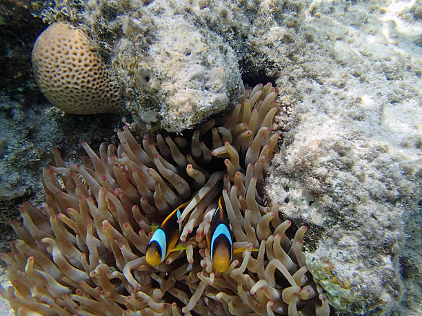 istock snorkeling in the red sea 181567883